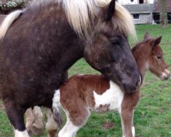 Pferd Lisa du Coulmi (Belgisches Warmblut)