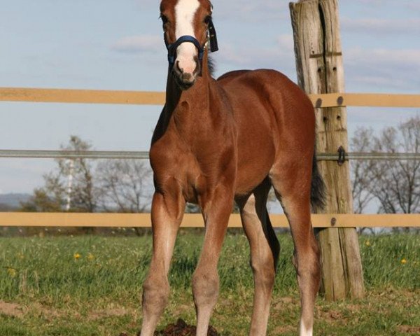 broodmare Sansa S (Westphalian, 2014, from Sir Heinrich OLD)