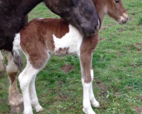 Springpferd Shadow (Luxemburgisches Reitpferd, 2014, von Sid vun der boukelsdellt)