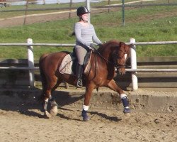 Dressurpferd Chivas Macaroon Dicaprio (Deutsches Reitpony, 2010, von Don Miguel Fh)