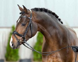 Dressurpferd Drei Zack AD (Deutsches Reitpony, 2019, von Dreidimensional AT NRW)