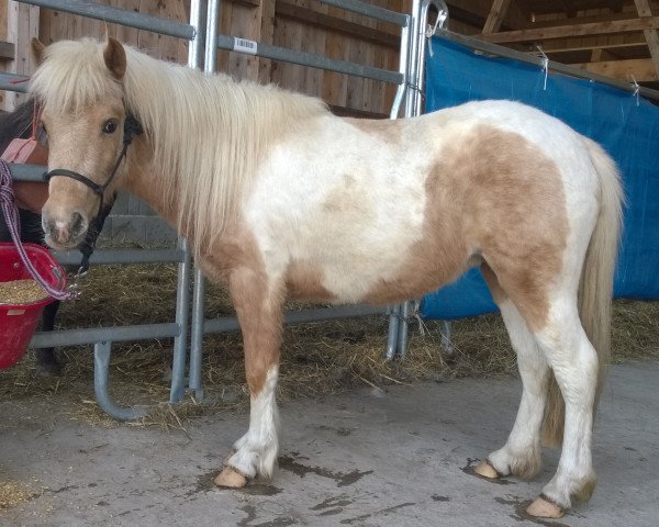 Zuchtstute Farbenfrohs Ice-Cream (Deutsches Classic Pony, 2011, von Farbenfrohs Abraxas)