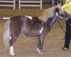 Pferd Farbenfroh's Rosenstolz (Dt.Part-bred Shetland Pony, 2004, von Romario)