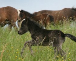 Zuchtstute Farbenfrohs Sweet Like Chocolate (Deutsches Classic Pony,  , von Farbenfrohs Abraxas)