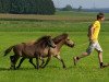 broodmare Nina (Dt.Part-bred Shetland pony, 1999, from Jupiter)