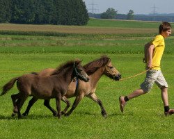 Zuchtstute Nina (Dt.Part-bred Shetland Pony, 1999, von Jupiter)