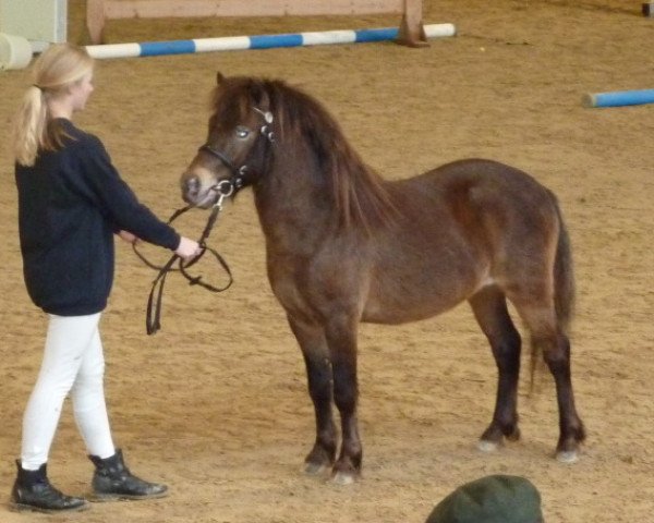 Dressurpferd Farbenfrohs Firlefanz (Dt.Part-bred Shetland Pony, 2007, von Fürst Farbenfroh)