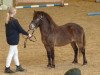 Dressurpferd Farbenfrohs Firlefanz (Dt.Part-bred Shetland Pony, 2007, von Fürst Farbenfroh)