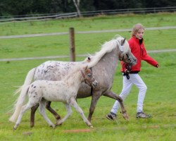 Pferd Farbenfrohs Arrivederci (Deutsches Classic Pony, 2011, von Farbenfrohs Abraxas)