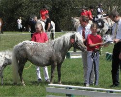 Zuchtstute Farbenfrohs Sapperlotty (Deutsches Classic Pony, 2007, von Fürst Farbenfroh)