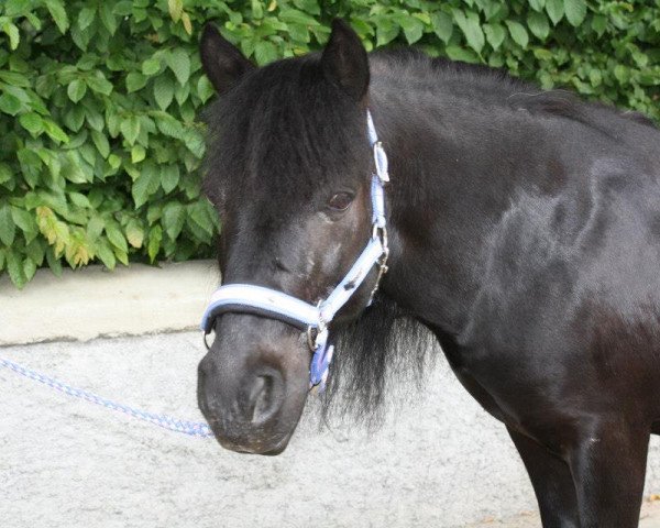 Pferd Mason 3 (Shetland Pony, 1991)