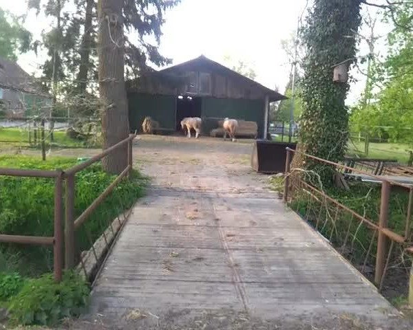 Video of Sambuca