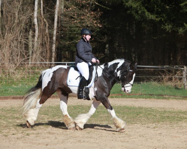 horse Amergin (Tinker / Irish Cob / Gypsy Vanner, 2002, from The Bishop)