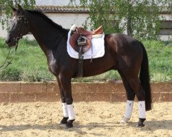 jumper Louis 239 (German Sport Horse, 2004, from Landrebell)