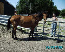 broodmare Kamara (Holsteiner, 1995, from Barnaul xx)