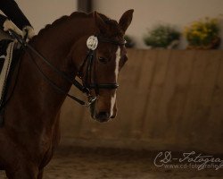 dressage horse Filofee 2 (Westphalian, 2003, from Fürst Heinrich)