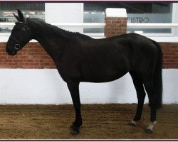 broodmare Botin (German Sport Horse, 2004, from Syndikat)