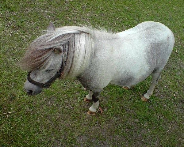 dressage horse Moritz (Shetland Pony,  )