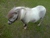 dressage horse Moritz (Shetland Pony,  )