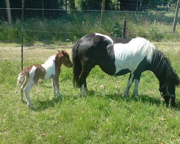 Zuchtstute Frederike (Shetland Pony,  )