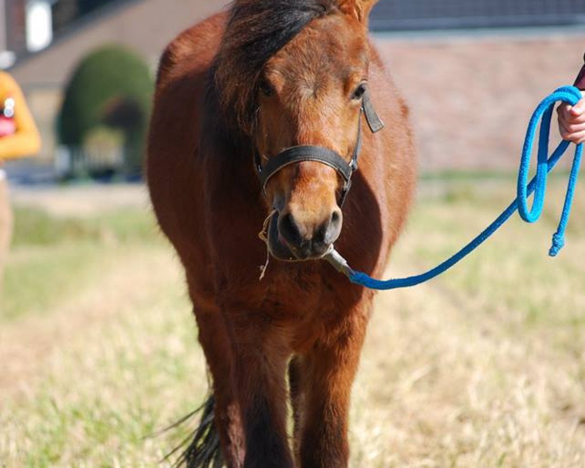 dressage horse Emotion (Welsh Mix, 2011)