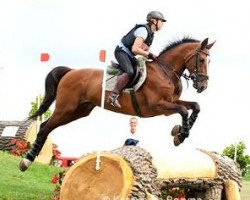 stallion Rovigo (polish noble half-breed, 2000, from Le Voltaire)