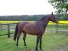 broodmare Sandra Sinclair (Oldenburg, 1999, from Lord Sinclair I)