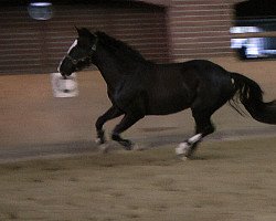 Pferd Faithfull Fellow (Westfale, von Son of Cologne)