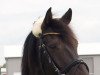 dressage horse Lollipop (German Riding Pony, 2002, from Leuns Veld's Lord)