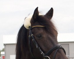 dressage horse Lollipop (Deutsches Reitpony, 2002, from Leuns Veld's Lord)