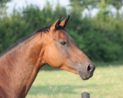 broodmare Utopia J (Trakehner, 1995, from Honeur)