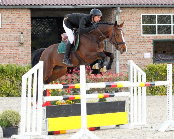 Springpferd Lightning (Belgisches Warmblut, 2009, von Deauville van T&L)