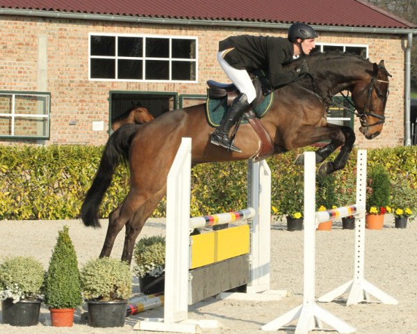 jumper Insider (KWPN (Royal Dutch Sporthorse), 2009, from Indoctro)