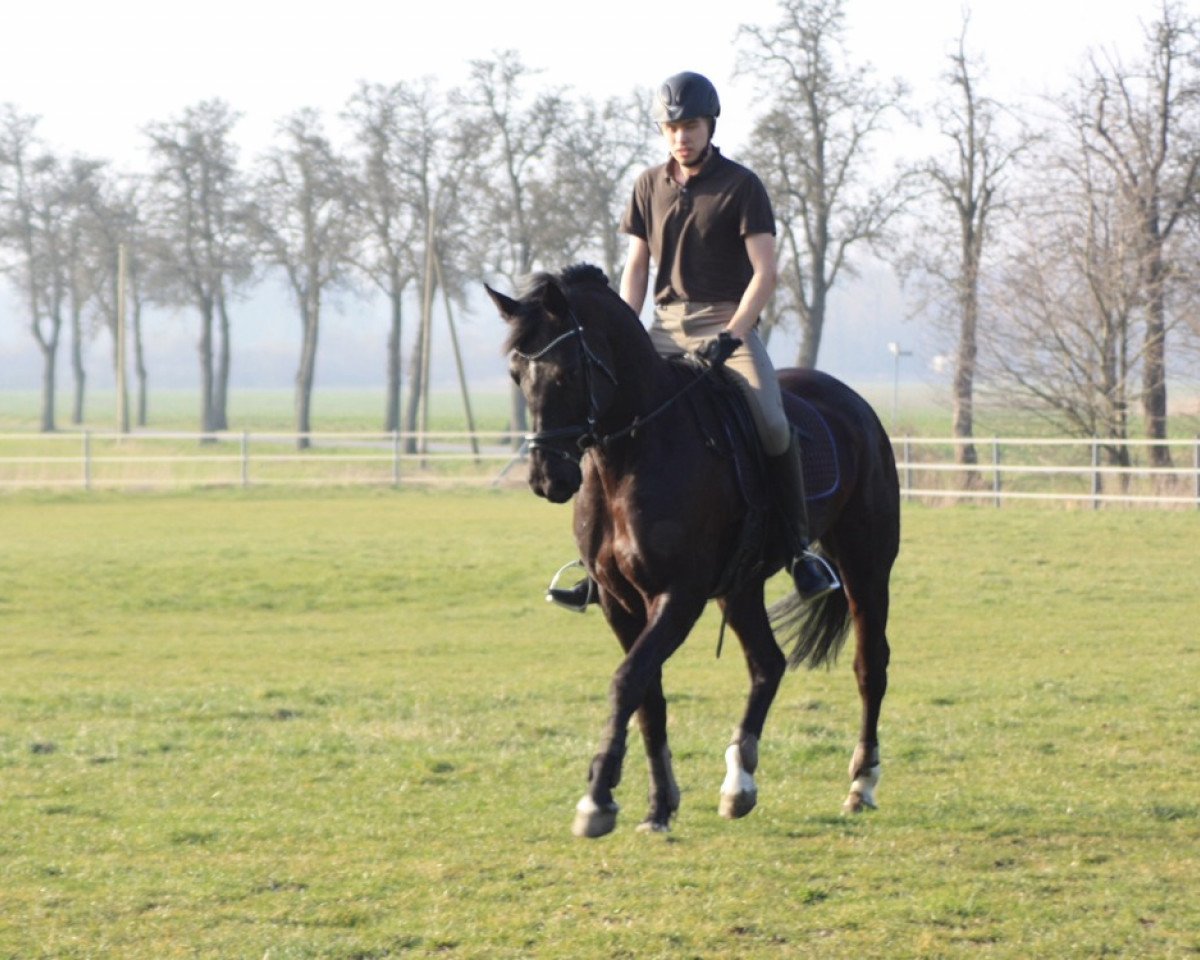 broodmare Haley 6 (Hanoverian, 2005, from His Highness)