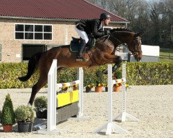 jumper Crescendo 47 (Holsteiner, 2009, from Contender)