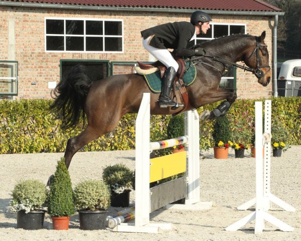 jumper Conquest (German Sport Horse, 2009, from Contenaro)