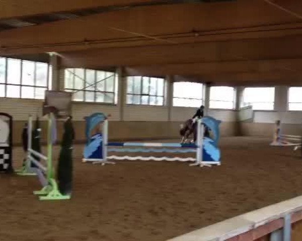 Video of Dorina 977