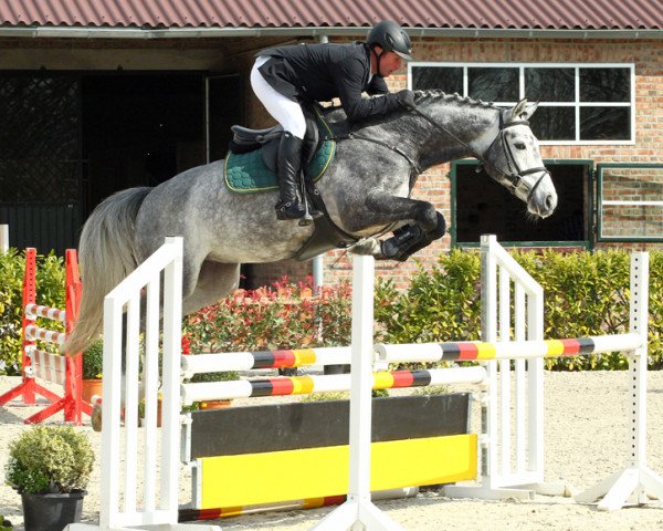 Pferd Coco Jump (Ungarisches Warmblut, 2009, von Konkord)