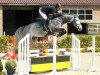 Pferd Coco Jump (Ungarisches Warmblut, 2009, von Konkord)