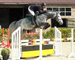 Pferd Coco Jump (Ungarisches Warmblut, 2009, von Konkord)