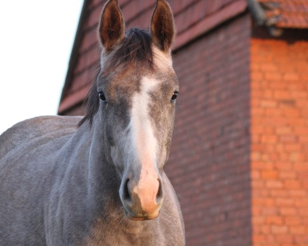 Zuchtstute Gisela (Hannoveraner, 2010, von Graf Top)