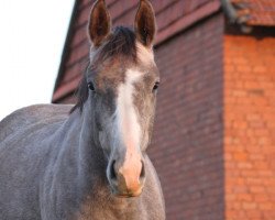 Springpferd Gisela (Hannoveraner, 2010, von Graf Top)