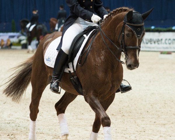 dressage horse Miss Milly 3 (Westphalian, 2001, from Medici)