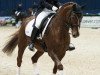 dressage horse Miss Milly 3 (Westphalian, 2001, from Medici)