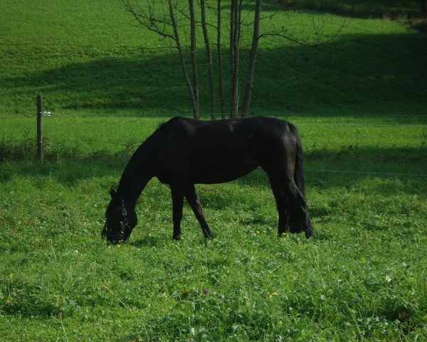 Dressurpferd Sabina (Württemberger, 2006, von Sir Oldenburg)