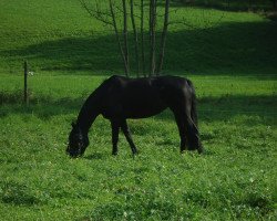 dressage horse Sabina (Württemberger, 2006, from Sir Oldenburg)