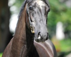 dressage horse Versage 5 (Trakehner, 2009, from Cousteau)