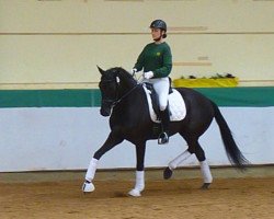 dressage horse Unikat 24 (Trakehner, 2009, from Okavango)