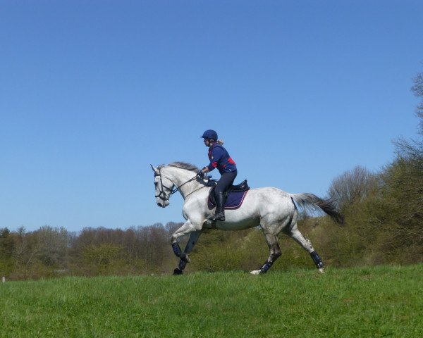 Zuchtstute Rushing Ruby (Holsteiner, 2001, von Alasca)