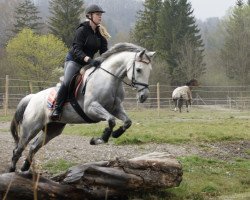 eventing horse Ellen of Doononey xx (Thoroughbred, 2003, from Bahhare xx)